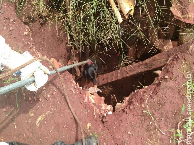 Maracaju: Bombeiros atendem ocorrência de cachorro que convulsiona e acaba caindo em fossa séptica desativada