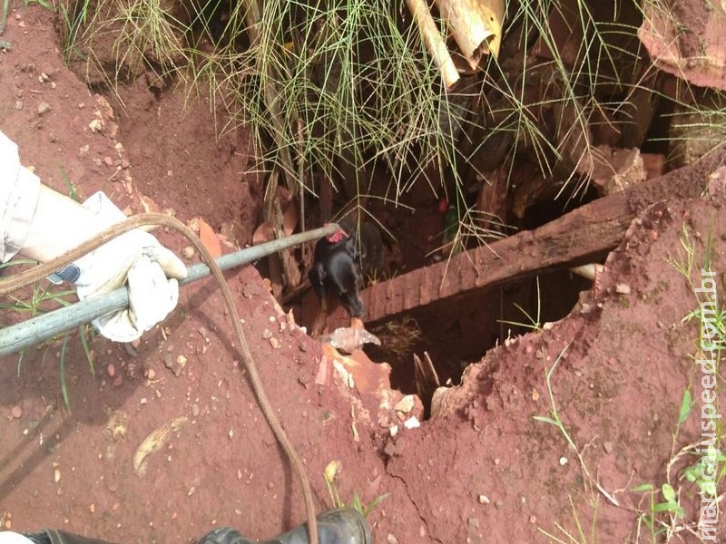 Maracaju: Bombeiros atendem ocorrência de cachorro que convulsiona e acaba caindo em fossa séptica desativada Maracaju: Bombeiros atendem ocorrência de cachorro que convulsiona e acaba caindo em fossa séptica desativada