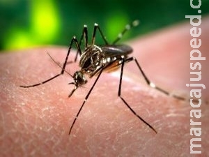MS registra primeira morte por dengue neste ano