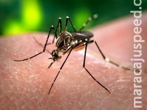 MS registra primeira morte por dengue neste ano MS registra primeira morte por dengue neste ano