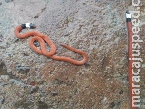 Oito cobras corais invadem celas de delegacia Oito cobras corais invadem celas de delegacia