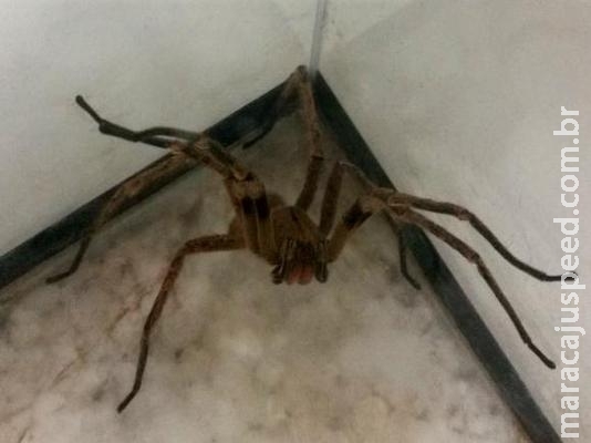 Pesquisa com veneno de aranha pode gerar remédio para disfunção erétil