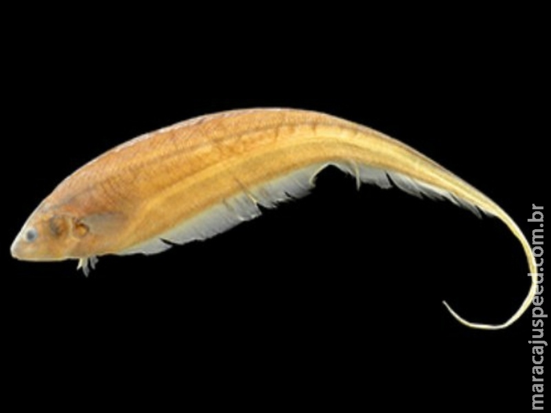 Pesquisadores descrevem nova espécie de peixe-elétrico Pesquisadores descrevem nova espécie de peixe-elétrico