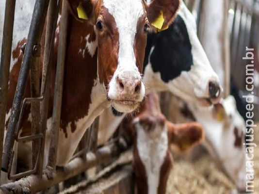 Produtividade da pecuária leiteira é inferior à metade da média mundial Produtividade da pecuária leiteira é inferior à metade da média mundial