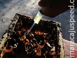 Soro contra veneno de abelhas começa a ser testado em humanos Soro contra veneno de abelhas começa a ser testado em humanos