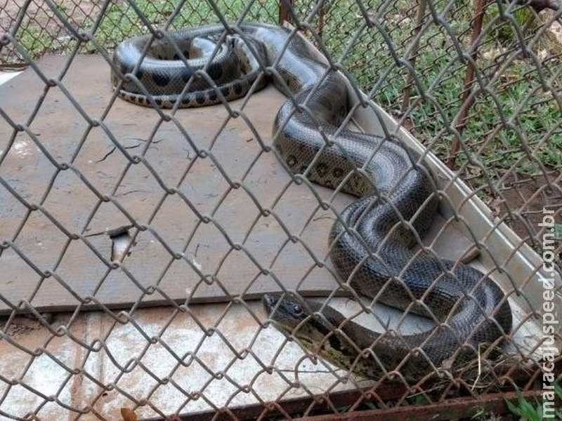 Sucuri de 3 metros é encontrada em terreno onde crianças soltavam pipa Sucuri de 3 metros é encontrada em terreno onde crianças soltavam pipa