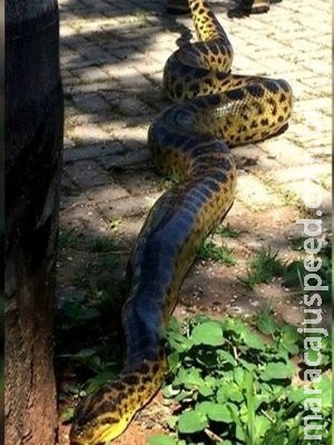 Sucuri de três metros é encontrada em calçada Sucuri de três metros é encontrada em calçada
