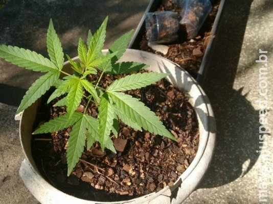 Tráfico de drogas lidera número de habeas corpus no STJ no primeiro semestre Tráfico de drogas lidera número de habeas corpus no STJ no primeiro semestre