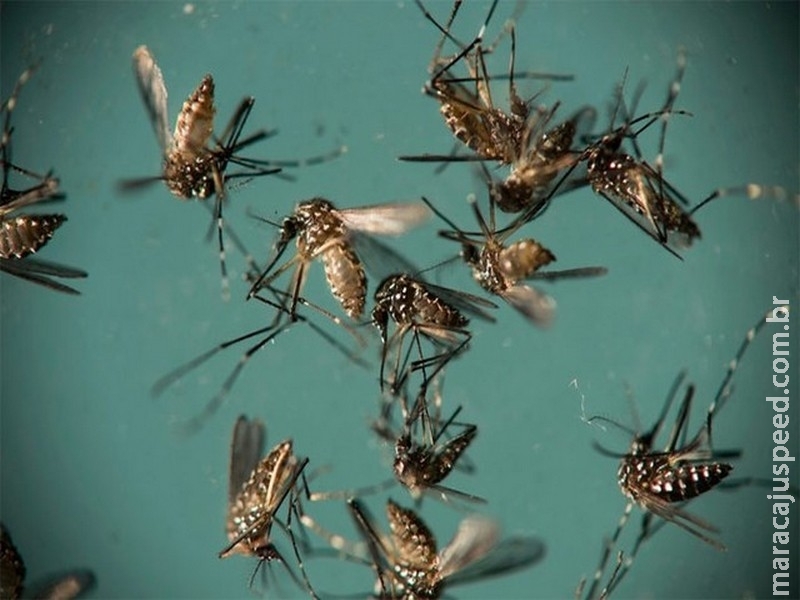  Aedes consegue transmitir zika, dengue e chikungunya na mesma picada, diz estudo