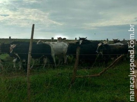 Assentado é multado em R$ 10 mil por criar gado em área protegida