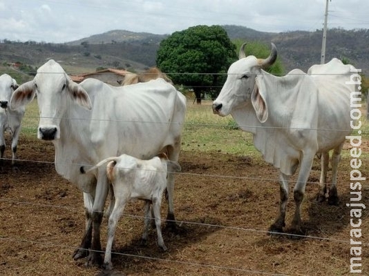 Brasil deve ser declarado livre da pleuropneumonia bovina Brasil deve ser declarado livre da pleuropneumonia bovina