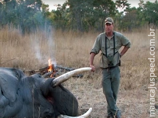 Caçador sul-africano morre esmagado por elefante Caçador sul-africano morre esmagado por elefante