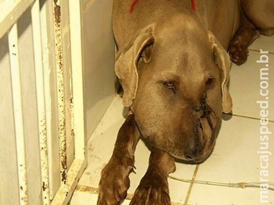 Cadela é picada por cobra ao salvar irmãos de ataque