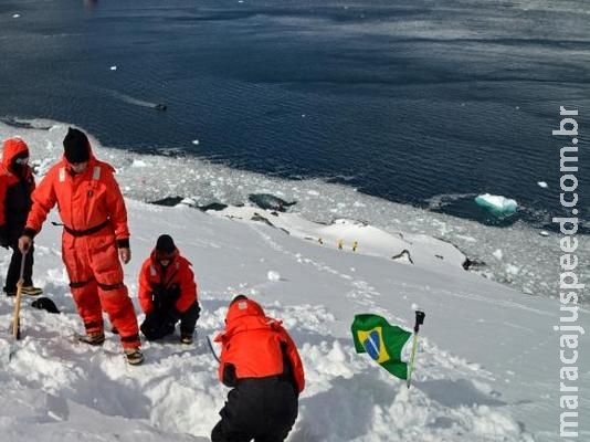 Cientistas estudam fungos da Antártica em busca de medicamento contra dengue Cientistas estudam fungos da Antártica em busca de medicamento contra dengue