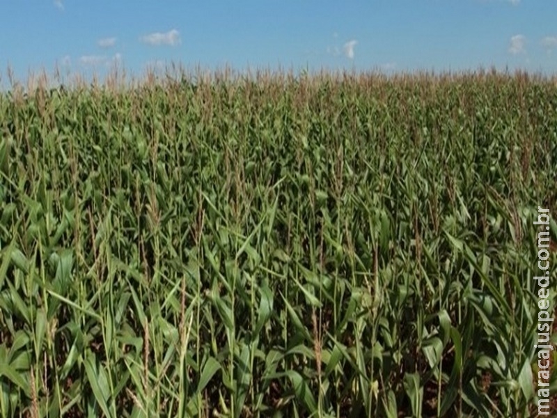 El Niño será fraco no segundo semestre El Niño será fraco no segundo semestre