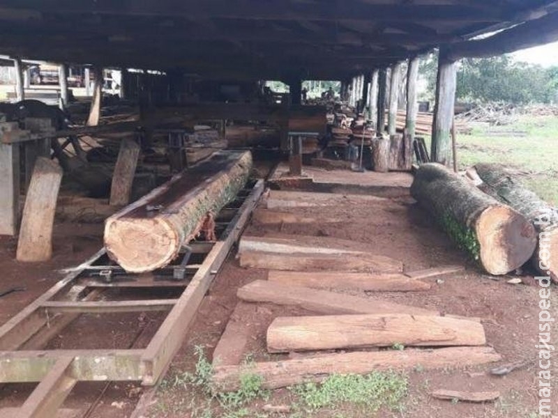 Empresa recebe multa por explorar madeira em parque de preservação