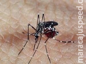 Fiocruz substitui 90% de Aedes aegypti por espécie modificada em projeto-piloto Fiocruz substitui 90% de Aedes aegypti por espécie modificada em projeto-piloto