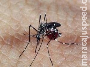 Fiocruz substitui 90% de Aedes aegypti por espécie modificada em projeto-piloto