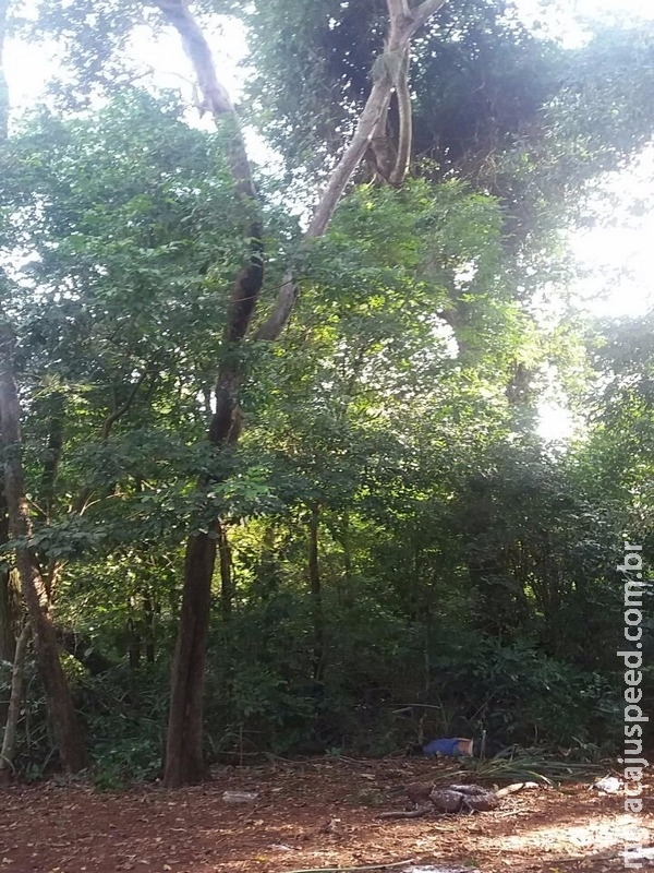 Homem cai de árvore e morre antes da chegada do socorro Homem cai de árvore e morre antes da chegada do socorro