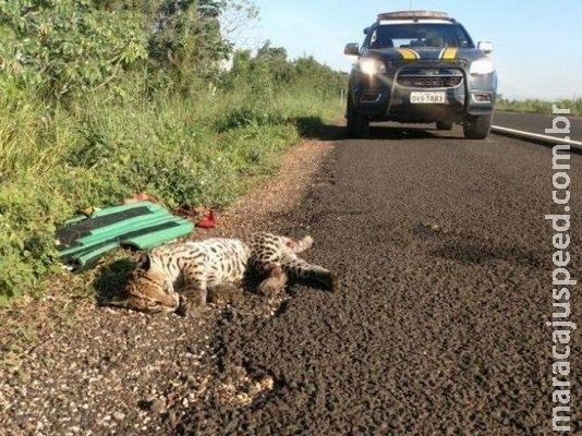 Jaguatirica atropelada em rodovia não resiste aos ferimentos e morre Jaguatirica atropelada em rodovia não resiste aos ferimentos e morre