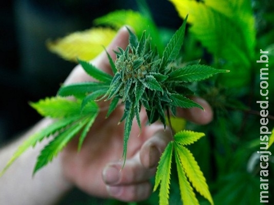 Maconha pode rejuvenescer cérebro, diz estudo Maconha pode rejuvenescer cérebro, diz estudo