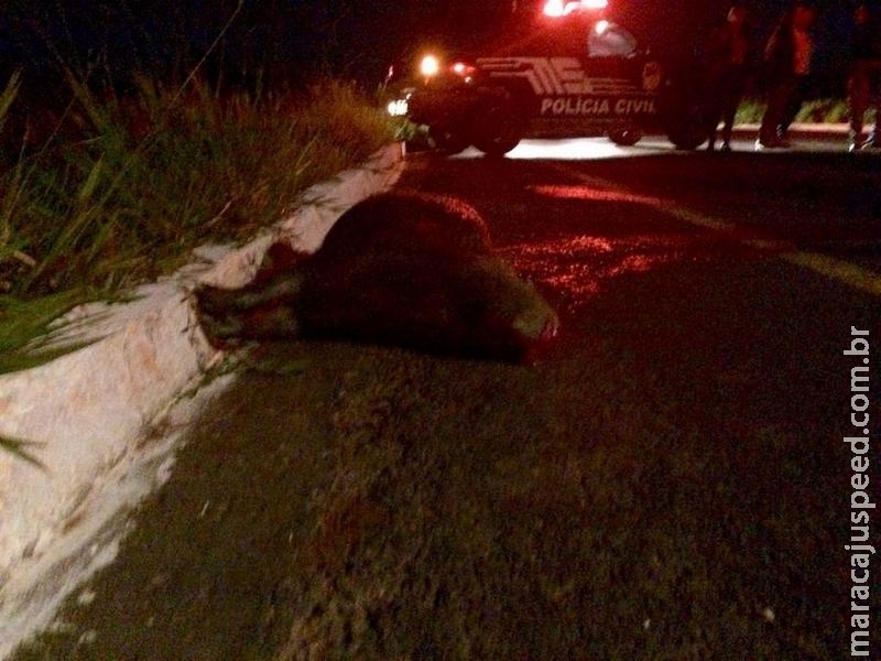 Mulheres atropelam capivara a caminho de festa e uma tem traumatismo Mulheres atropelam capivara a caminho de festa e uma tem traumatismo