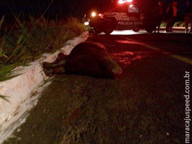 Mulheres atropelam capivara a caminho de festa e uma tem traumatismo