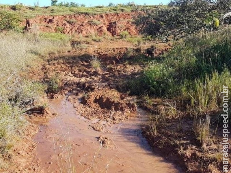 Pecuarista é multado em R$ 60 mil por manter gado em área de protegida Pecuarista é multado em R$ 60 mil por manter gado em área de protegida