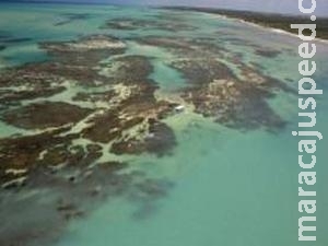 Pescadores e órgãos ambientais se unem contra extinção na Costa dos Corais Pescadores e órgãos ambientais se unem contra extinção na Costa dos Corais