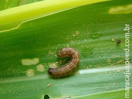 Pesquisa cria primeiro inseticida à base de vírus contra lagarta-do-cartucho Pesquisa cria primeiro inseticida à base de vírus contra lagarta-do-cartucho