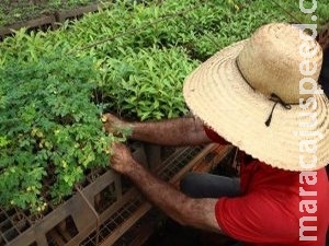 Prefeitura cultiva flores em viveiro para depois reintroduzir no centro Prefeitura cultiva flores em viveiro para depois reintroduzir no centro
