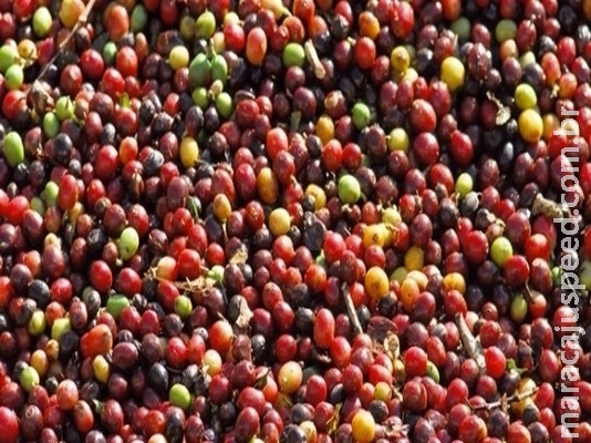 Safra de café recua e previsão é de 45,5 milhões de sacas Safra de café recua e previsão é de 45,5 milhões de sacas