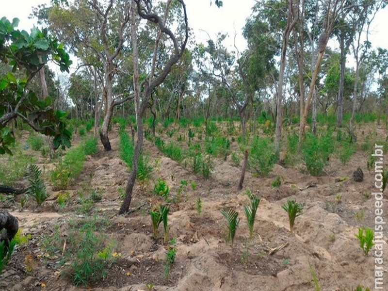 Terreno é descoberto com 20 mil pés de maconha