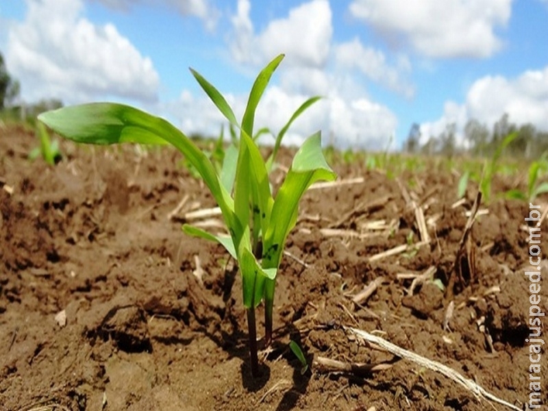 Umidade no solo beneficia plantio da safra de inverno Umidade no solo beneficia plantio da safra de inverno