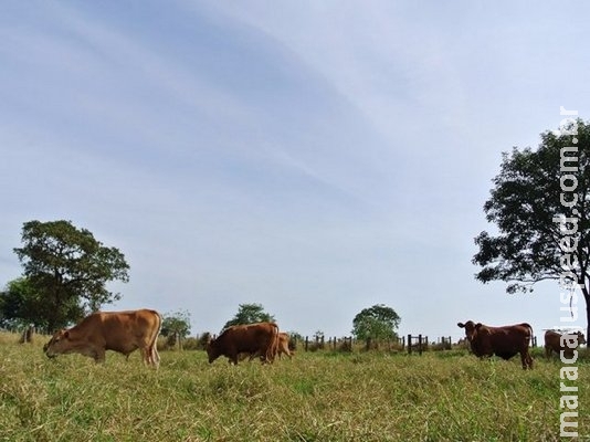 Vacinação contra aftosa tem reforço da pesquisa Vacinação contra aftosa tem reforço da pesquisa
