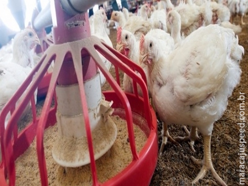 Vendas externas de ovos férteis seguem crescentes Vendas externas de ovos férteis seguem crescentes