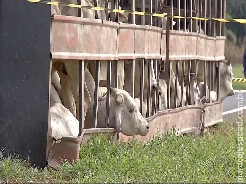  Carreta boiadeira tomba em rodovia de MS e causa morte de vários animais