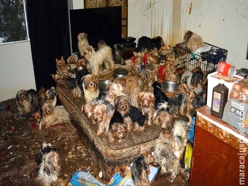 Casal é condenado por manter mais de 170 cães em condições precárias Casal é condenado por manter mais de 170 cães em condições precárias