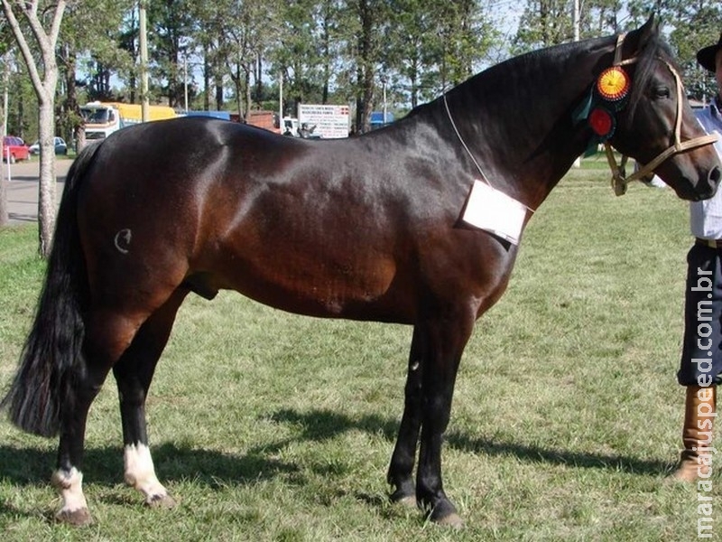 Cavalo morre um mês após ser leiloado por quase R$ 7 milhões Cavalo morre um mês após ser leiloado por quase R$ 7 milhões