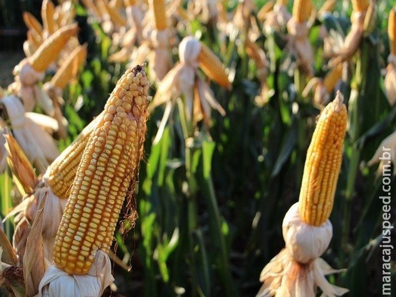 Com soja estocada, agricultores terão que pagar por armazenar milho Com soja estocada, agricultores terão que pagar por armazenar milho