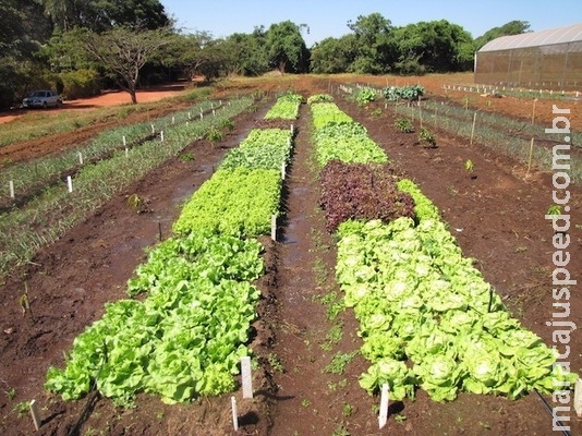 Embrapa lança novo sistema de produção de agricultura integrada Embrapa lança novo sistema de produção de agricultura integrada