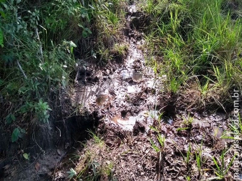 Gado degrada matas ciliares de córrego e pecuarista de MS é multado em R$ 85 mil Gado degrada matas ciliares de córrego e pecuarista de MS é multado em R$ 85 mil