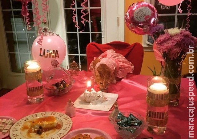 Gatinha faz 15 anos e ganha festa de debutante Gatinha faz 15 anos e ganha festa de debutante