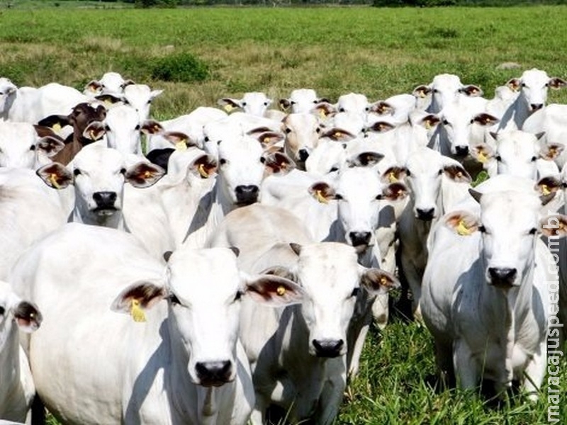 Liberação de hormônios para bovinos ainda causa controvérsias, diz cientista Liberação de hormônios para bovinos ainda causa controvérsias, diz cientista