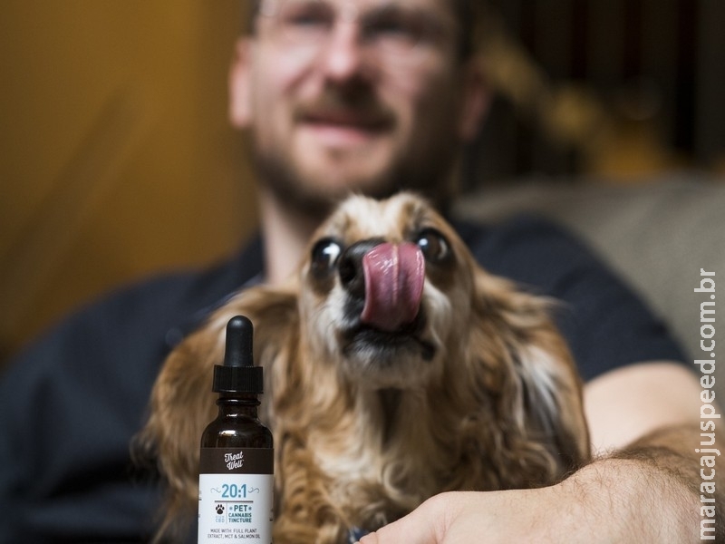 Maconha medicinal começa a ser usada no tratamento de pets