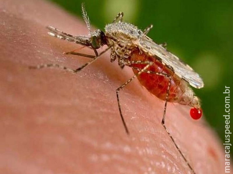 Medicamento diminui tempo de tratamento da malária de 7 para 1 dia