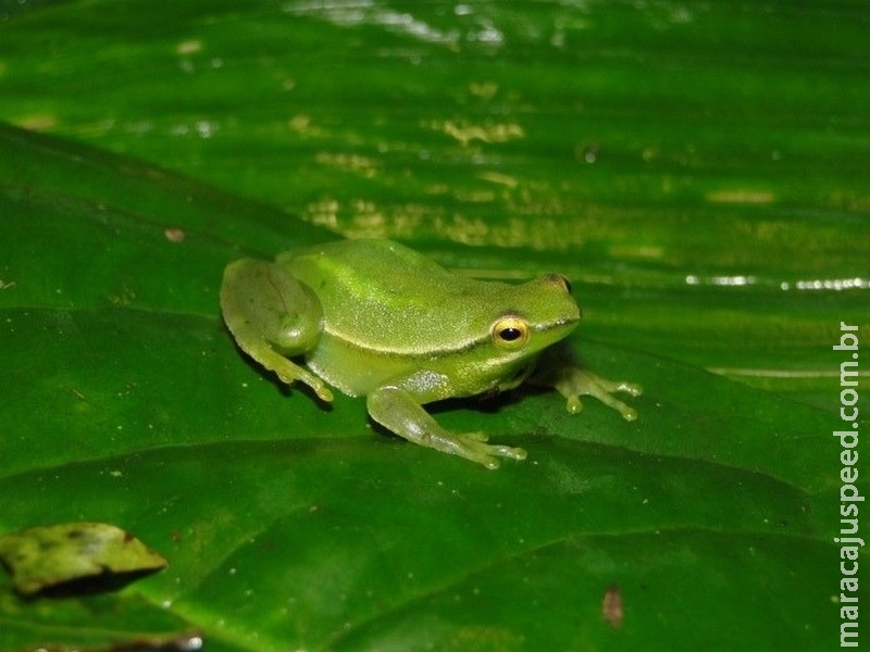 Nova espécie de anfíbio é descoberta no Brasil Nova espécie de anfíbio é descoberta no Brasil