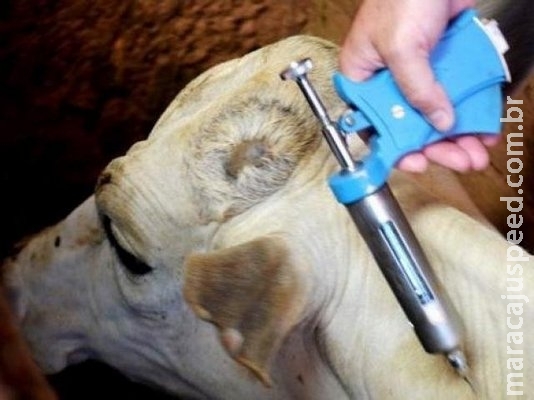 Pecuaristas de MS terão mais 15 dias para vacinar gado contra aftosa Pecuaristas de MS terão mais 15 dias para vacinar gado contra aftosa
