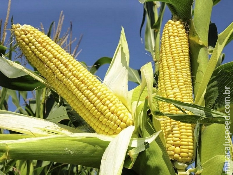 Pela primeira vez, colheita de milho deve superar 100 milhões de toneladas