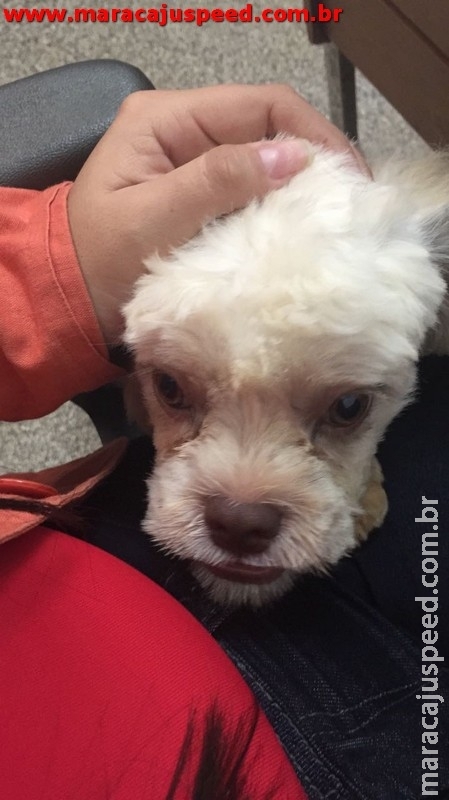 Polícia Civil recupera cachorro furtado avaliado em mais de R$ 1.000,00 Polícia Civil recupera cachorro furtado avaliado em mais de R$ 1.000,00